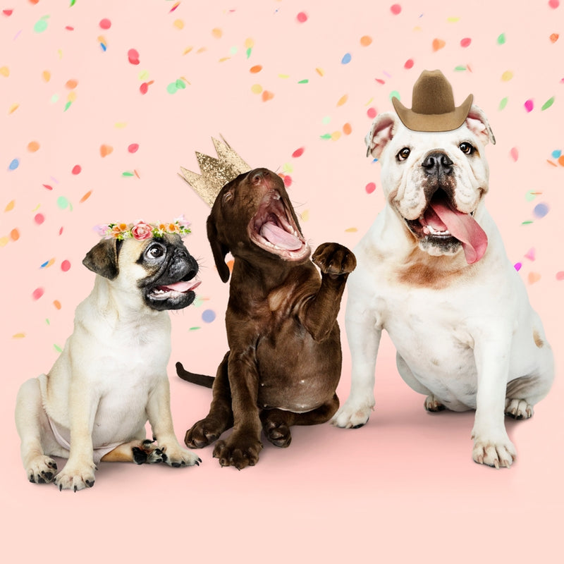 Pawty Hats Dog Hats | 3 Pack