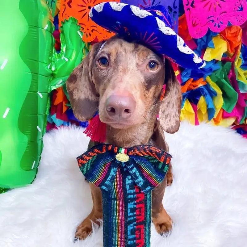 Dog Hat | Cat Hat, Mariachi Hat, Cute Puppy Hat