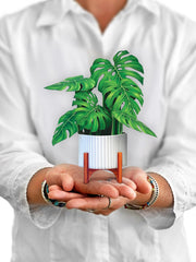 FreshCut Paper | Mini Monstera - LOCAL FIXTURE
