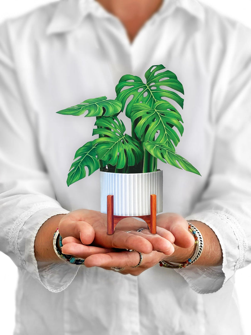 FreshCut Paper | Mini Monstera - LOCAL FIXTURE