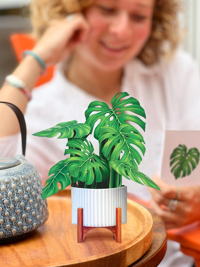 FreshCut Paper | Mini Monstera - LOCAL FIXTURE