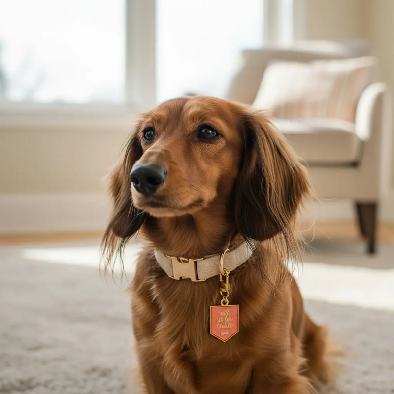 Pawfect Collar Charm