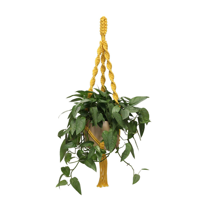 Yellow Plant Hanger