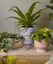 Pasadena Pot - LOCAL FIXTURE