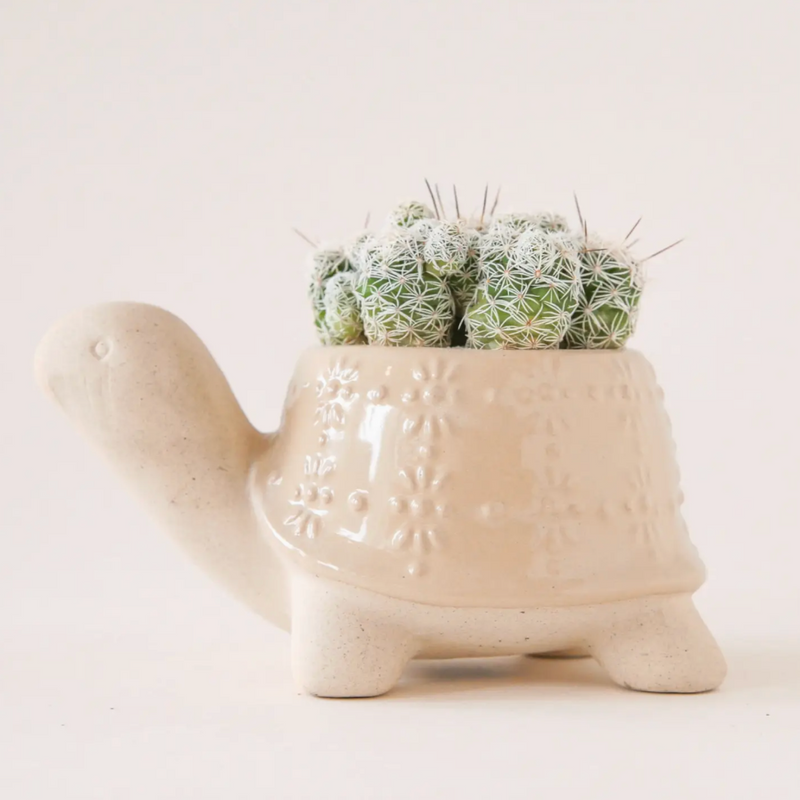 Turtle Planter | Sand