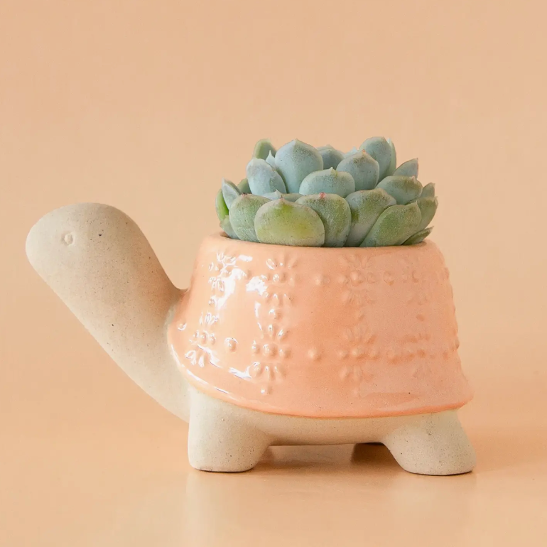 Turtle Planter | Sunset