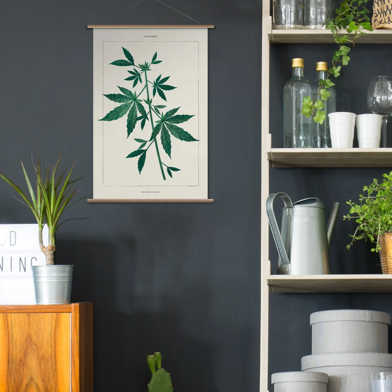 Cannabis Botanical Kit