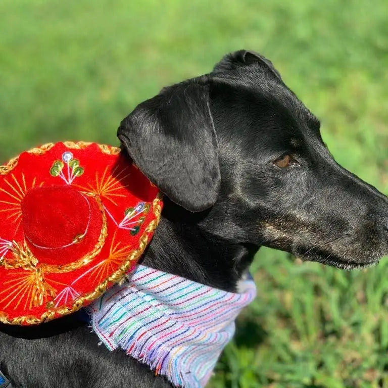 Dog Hat | Cat Hat, Mariachi Hat, Cute Puppy Hat