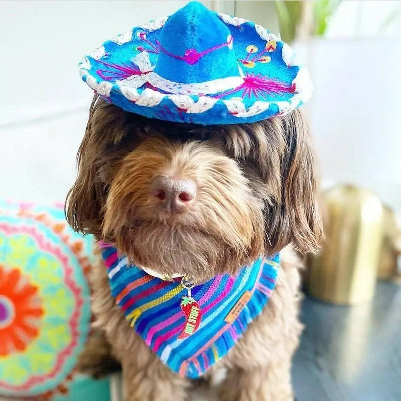 Dog Hat | Cat Hat, Mariachi Hat, Cute Puppy Hat