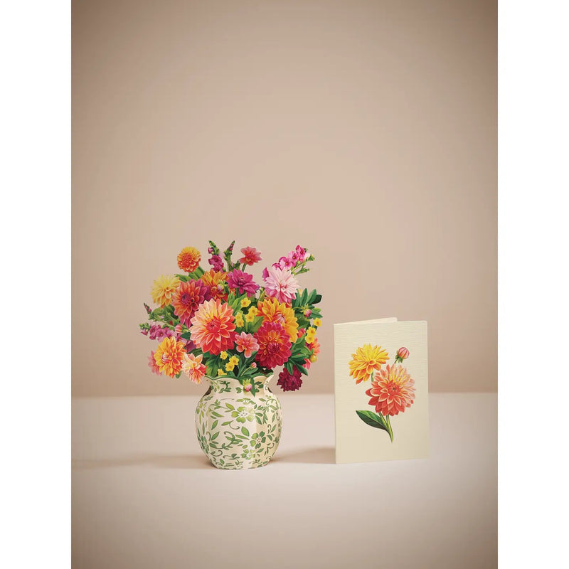 Mini Sunrise Dahlia