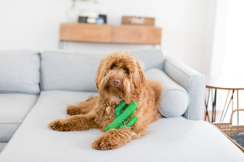 ZippyTuff - Cactus - Dog Toy