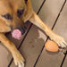KIKKERLAND PET TOY Bouncy Egg Treat Ball