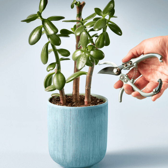 MODERN SPROUT PLANT ACCESSORIES Gardening Shears